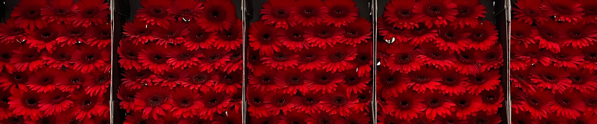 Embalaje inteligente: la aportación de Smart Packaging Solutions en un embalaje innovador para gerberas