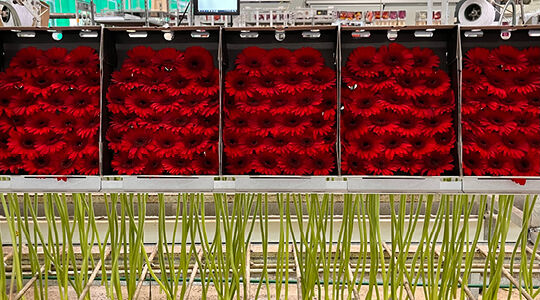Smart packaging: how Smart Packaging Solutions contributes to innovative packaging for gerberas