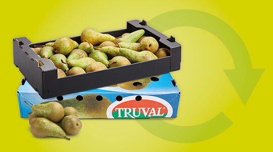 New step: export packaging for pears to China